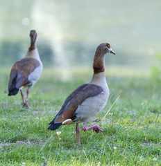 Gänse © Chris
