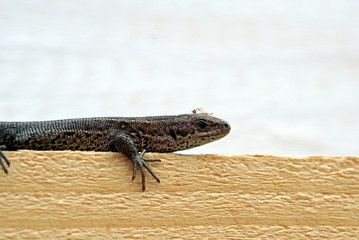 Zootoca vivipara