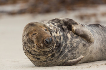 Obraz premium front view of male gray seal (Halichoerus grypus) on sand beach