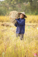 Naklejka na ściany i meble Farmer carrying rice on his shoulders walks in the rice field.