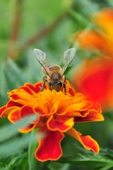 bee on a colorful flower