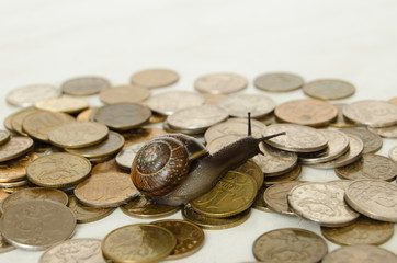 coins and a snail