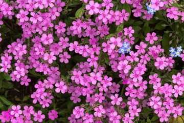 Fototapeta premium Purple flowers in a garden on summertime