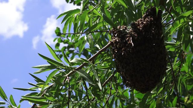 Swarm of bees on the tree
