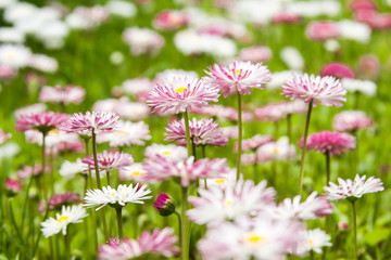 Pink and white flowers in a garden, nature background