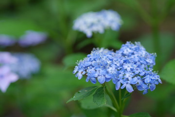 紫陽花