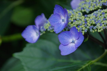 紫陽花