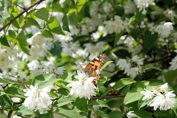 Colorful butterfly on a blossoming tree