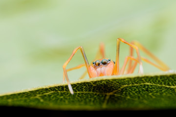 Close up female Myrmaplata plataleoides or  jumping spider that mimics  the Kerengga or weaver ant on green leaf