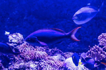 Tropical sea fish in an aquarium. Such fish like to draw children, artists and website designers.