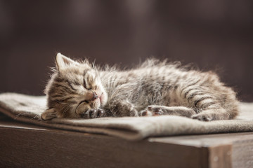 Little kitten sleeping on a blanket