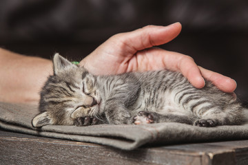 Woman hand touching little kitten