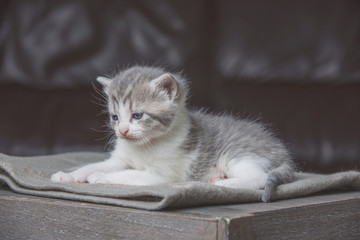 Little kitten sitting on a blanket