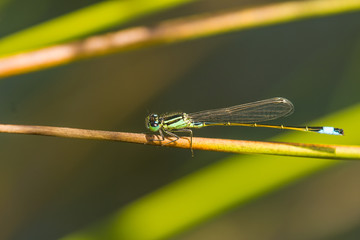 Große Pechlibelle, Ischnura elegans