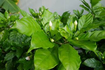 Soft focus on white Gardenia jasminoides in garden.