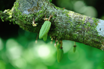 young cocoa pods in growth on the tree