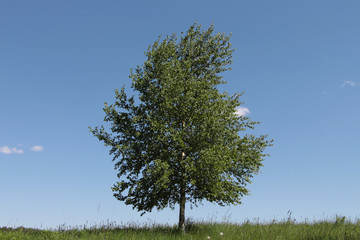 tree