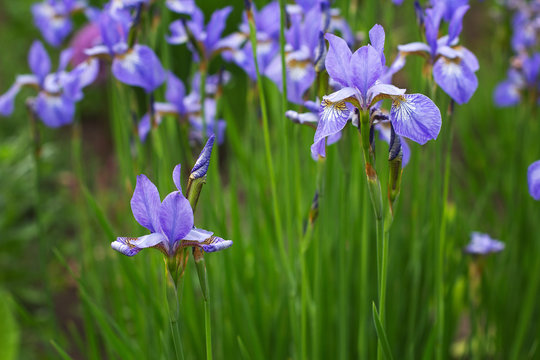 Field irises.