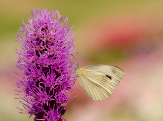 Indian Cabbage White butterfly