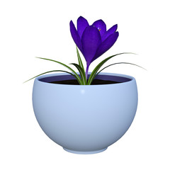 3D Rendering Purple Crocus on White