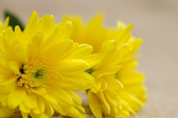 Chrysanthemums flowers soft baclground