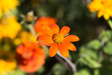 Vibrant colorful Summer Blooming Flower Macro