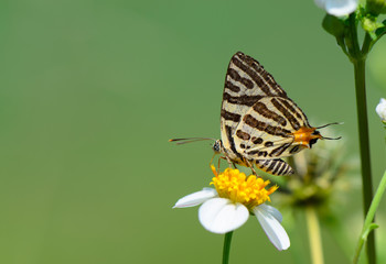 Obraz premium Long-banded Silverline butterfly