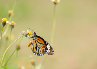 Common Tiger butterfly