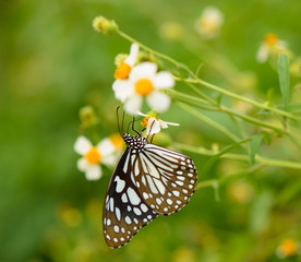 Broad Blue Tiger butterfly (Tirumala limniace butterfly)