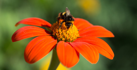 Vibrant colorful Summer Blooming Flower Macro