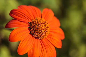 Vibrant colorful Summer Blooming Flower Macro