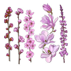 Set of hand drawn pink flowers - magnolia, apple and cherry blossom, heather, sketch vector illustration isolated on white background. Realistic hand drawing of twigs branches stems with pink flowers - obrazy, fototapety, plakaty