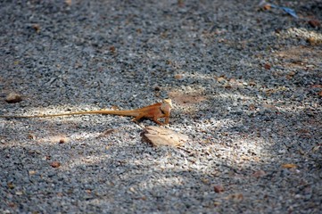 lizard