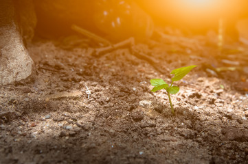 Plant Growing in Soil  and Grow Concept