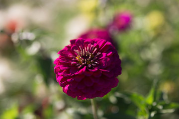 Fototapeta premium Vibrant colorful Summer Blooming Flower Macro