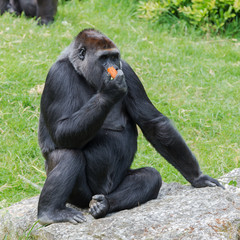 Gorilla, monkey sitting eating carrot