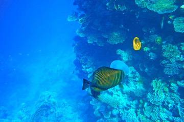 Fototapeta na wymiar Tropical fish are considering a jellyfish.