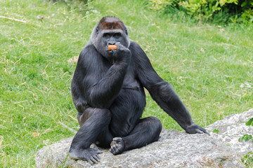 Gorilla, monkey sitting eating carrot