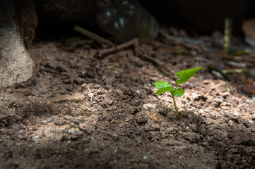 Plant Growing in Soil  and Grow Concept