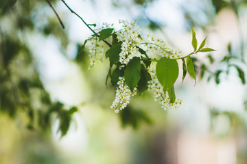 Bird cherry tree blooming in the garden. Selective focus.