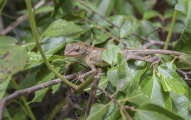 Animals Asia.