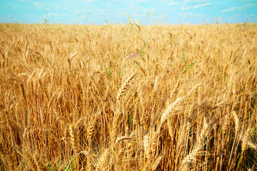 Fototapeta na wymiar Wheat field against sun light