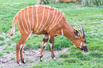 Bongo, antelope, Tragelaphus eurycerus