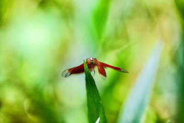 Rote Libelle  auf Blatt