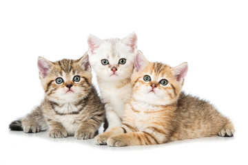 Drei kleine Katzen