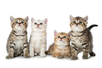 Vier britisch Kurzhaar Kätzchen