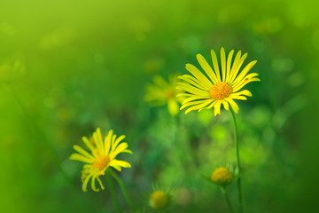 Doronikum flowers in the garden.