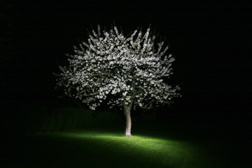Night scene with spring tree © romman