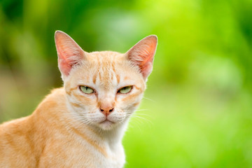 Naklejka na ściany i meble Cute orange cat in the garden it make trance after breakfast
