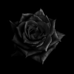 Zwarte roos geïsoleerd op zwarte achtergrond